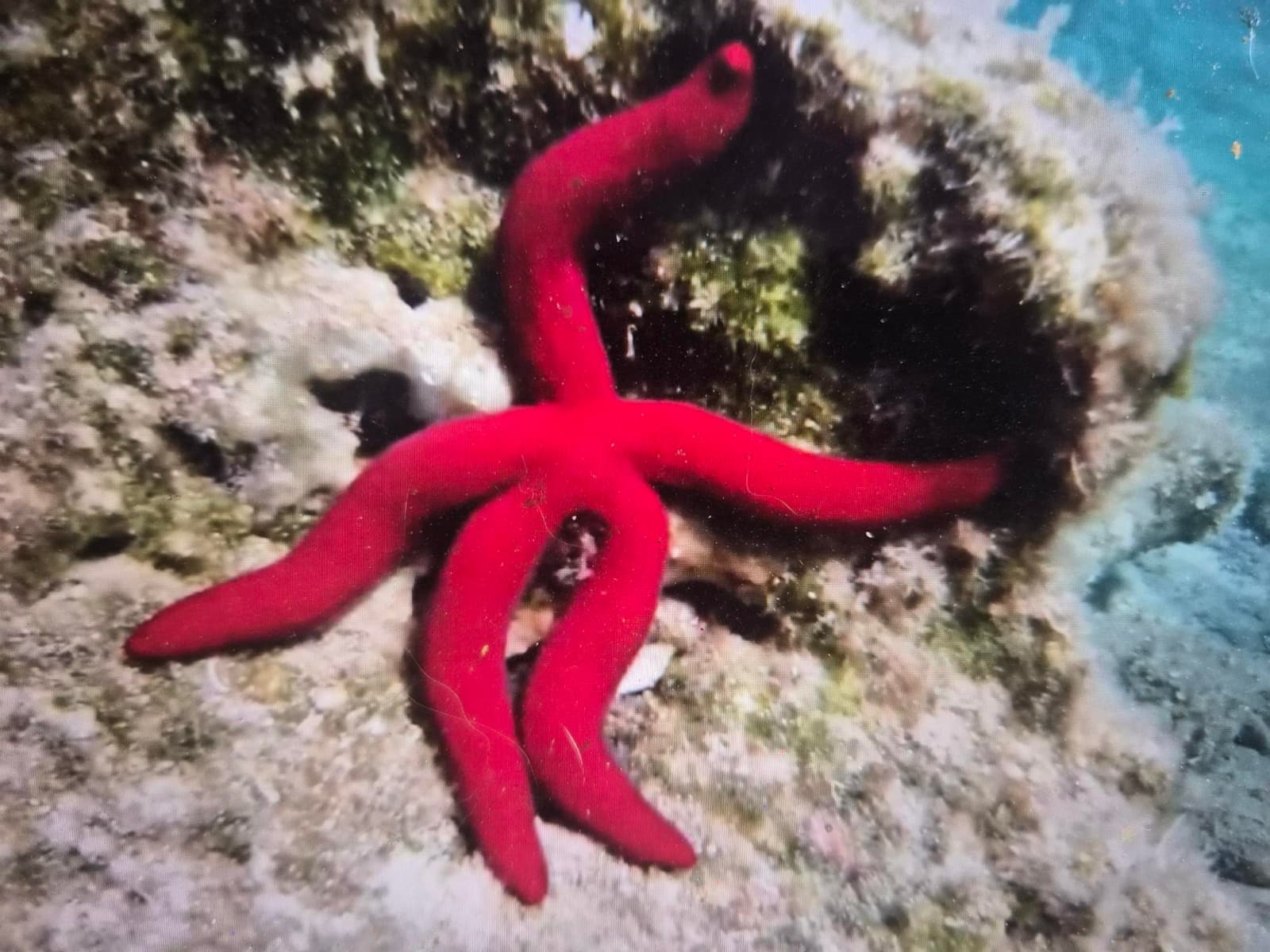 Une astérie serpent rouge intense, aux longs bras cylindriques, sur un fond rocheux de l'île d'Elbe