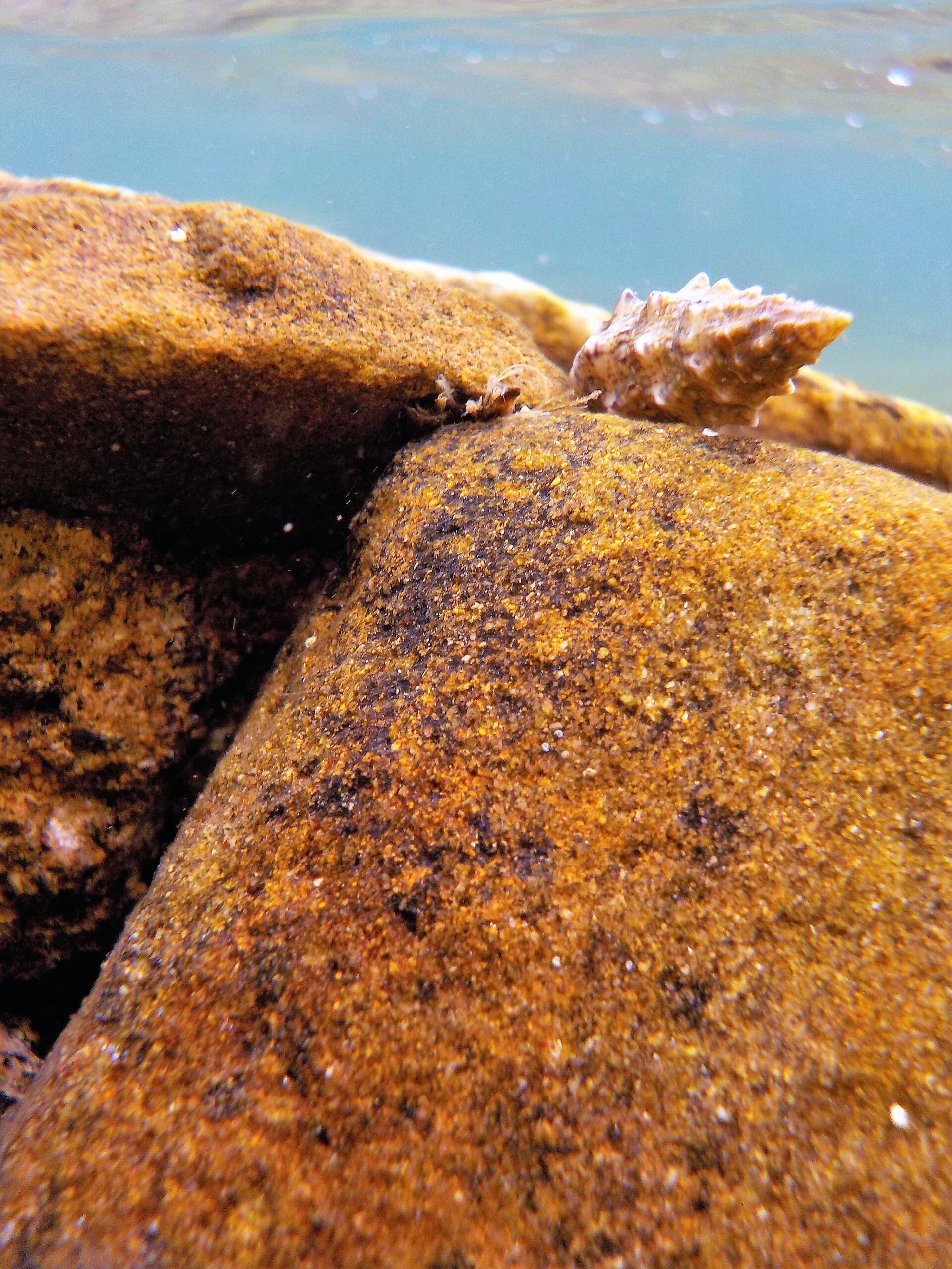 Fondale di Galenzana: sassi con venature ocra da residui minerari e una conchiglia, sott'acqua