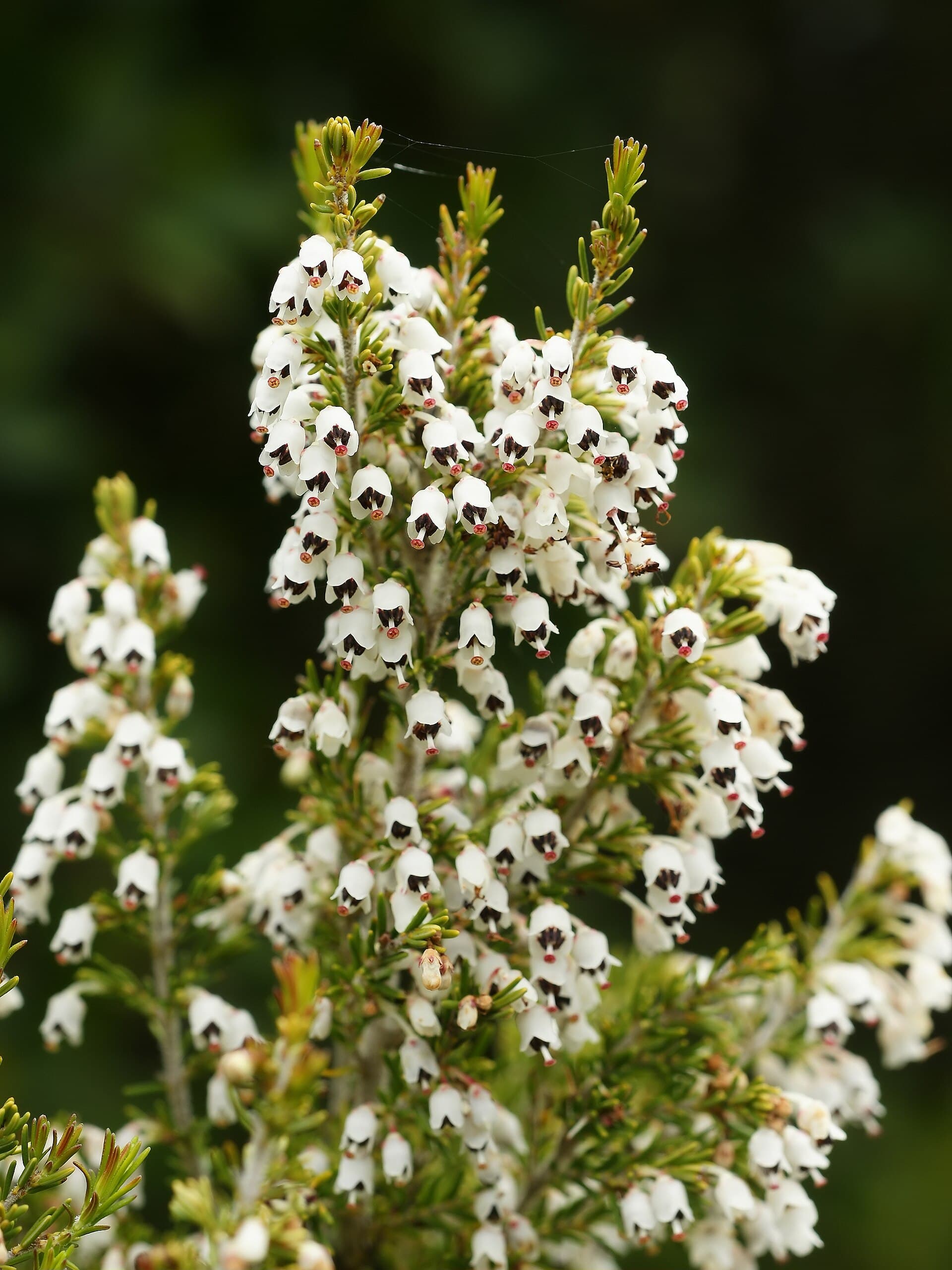 Erica arborea e la radica