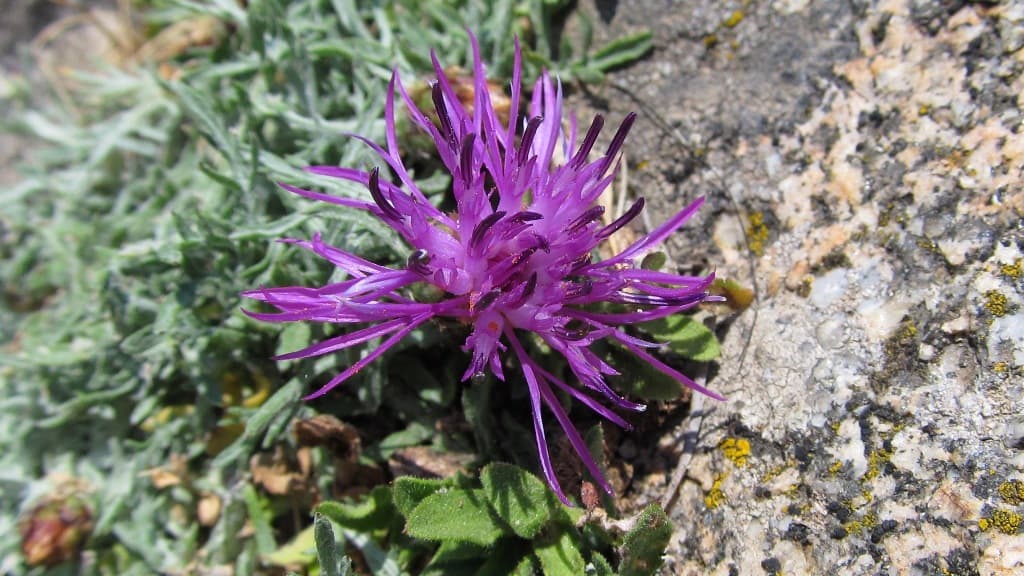 I fiori del Capanne