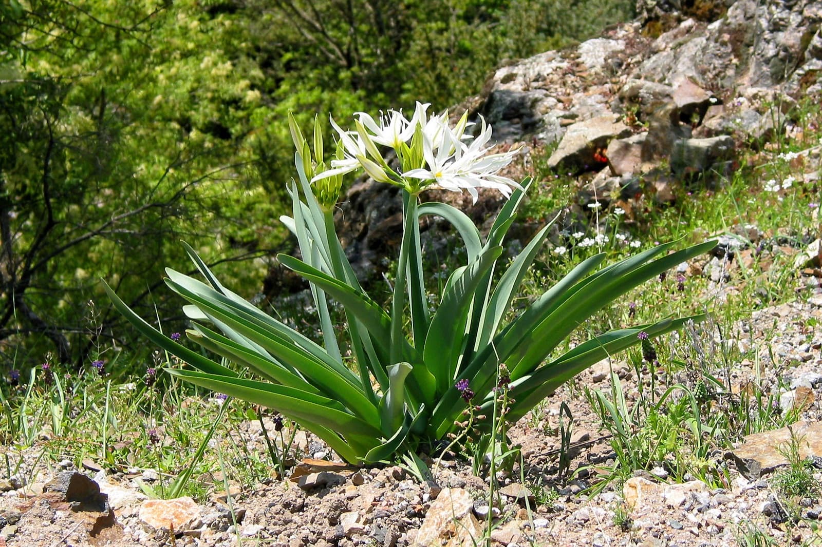 I fiori delle scogliere