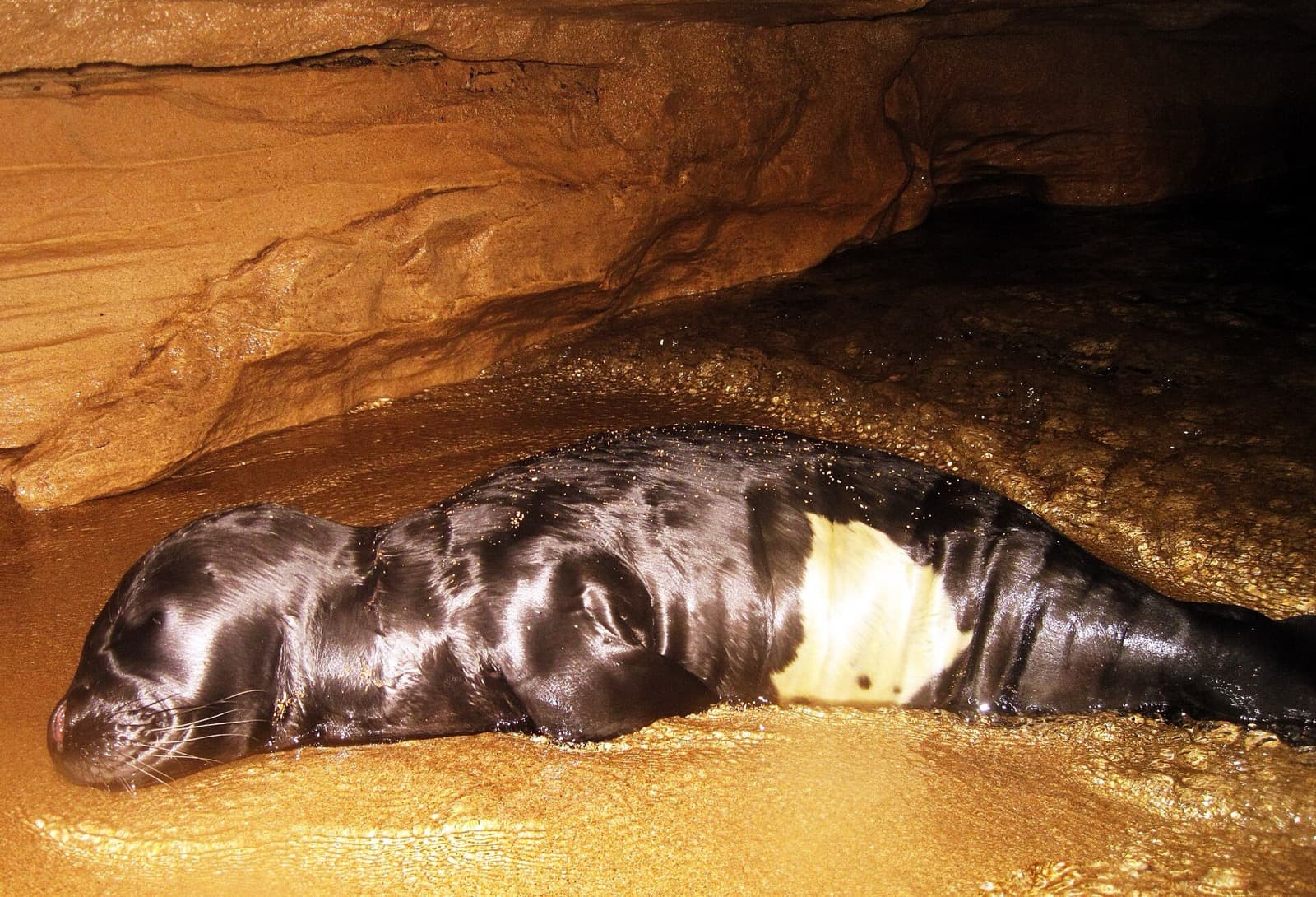La foca monaca