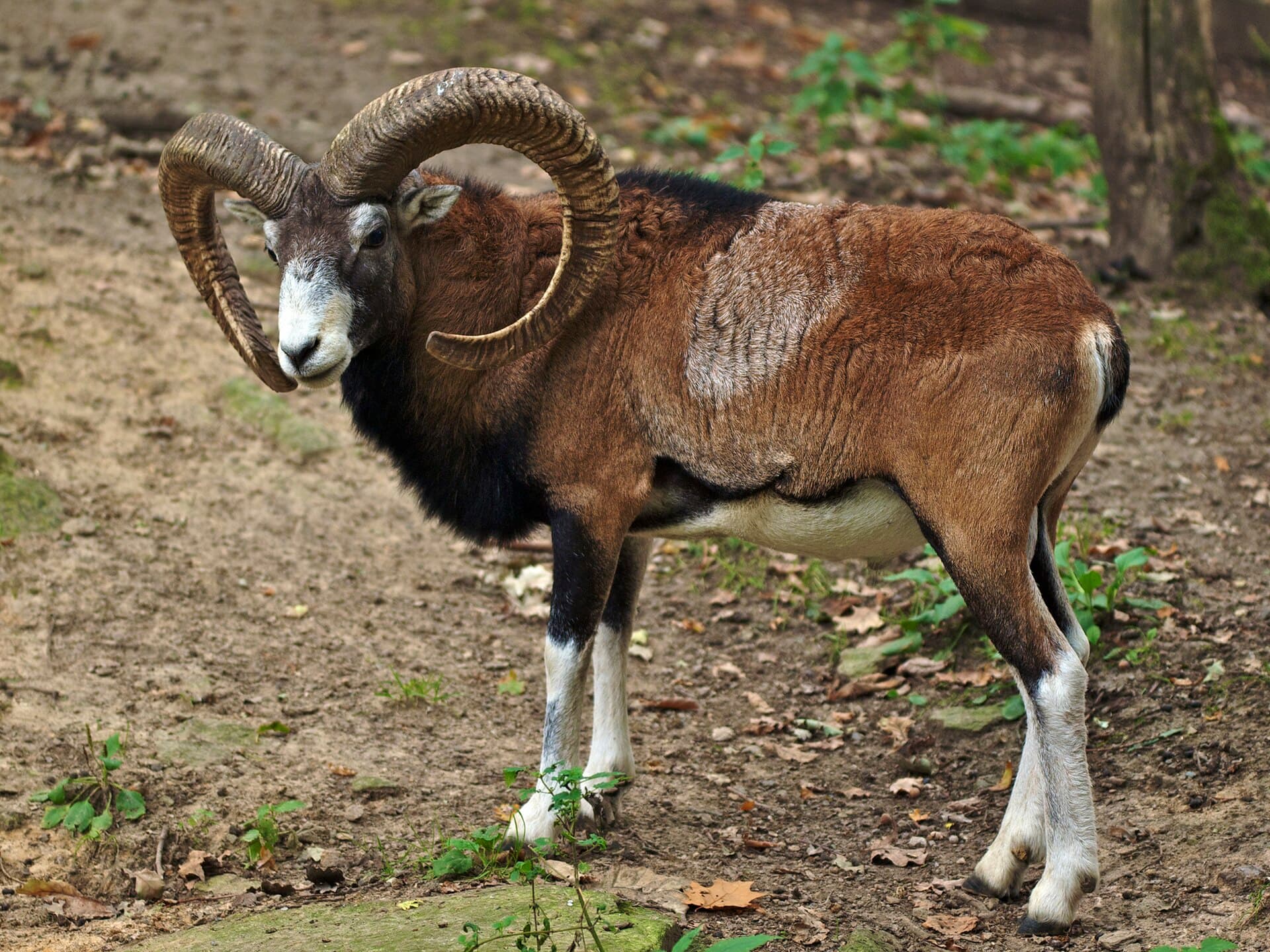 Il muflone