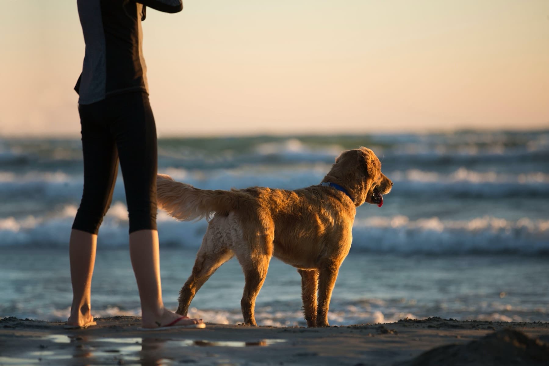 Ein Hund am Wassersaum neben seinem Menschen, bei Sonnenuntergang