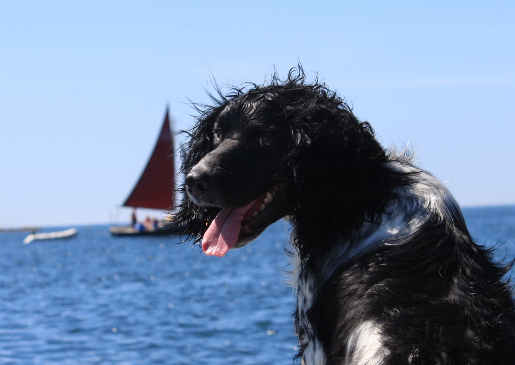 Ein nasser Hund vor blauem Meer, dahinter ein Segelboot
